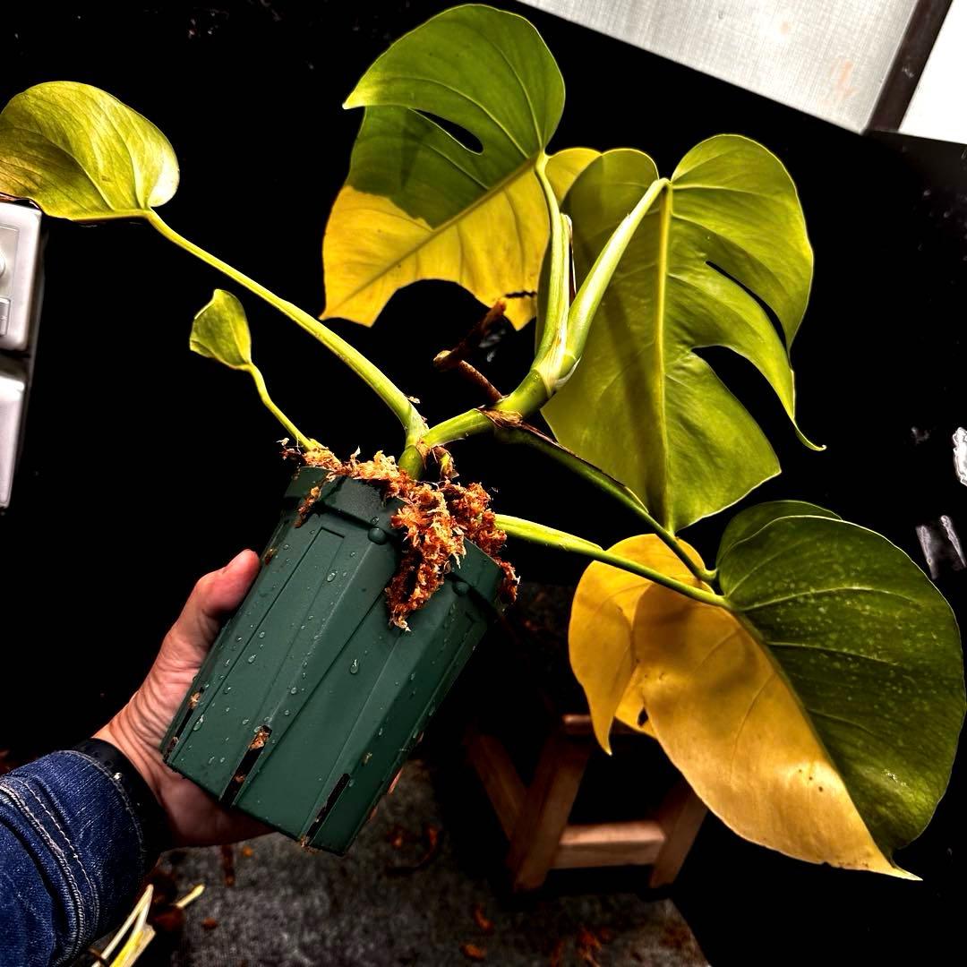 F*7様 斑入りモンステラボルシギアナオーレアハーフムーン黄斑4号鉢植え48cm