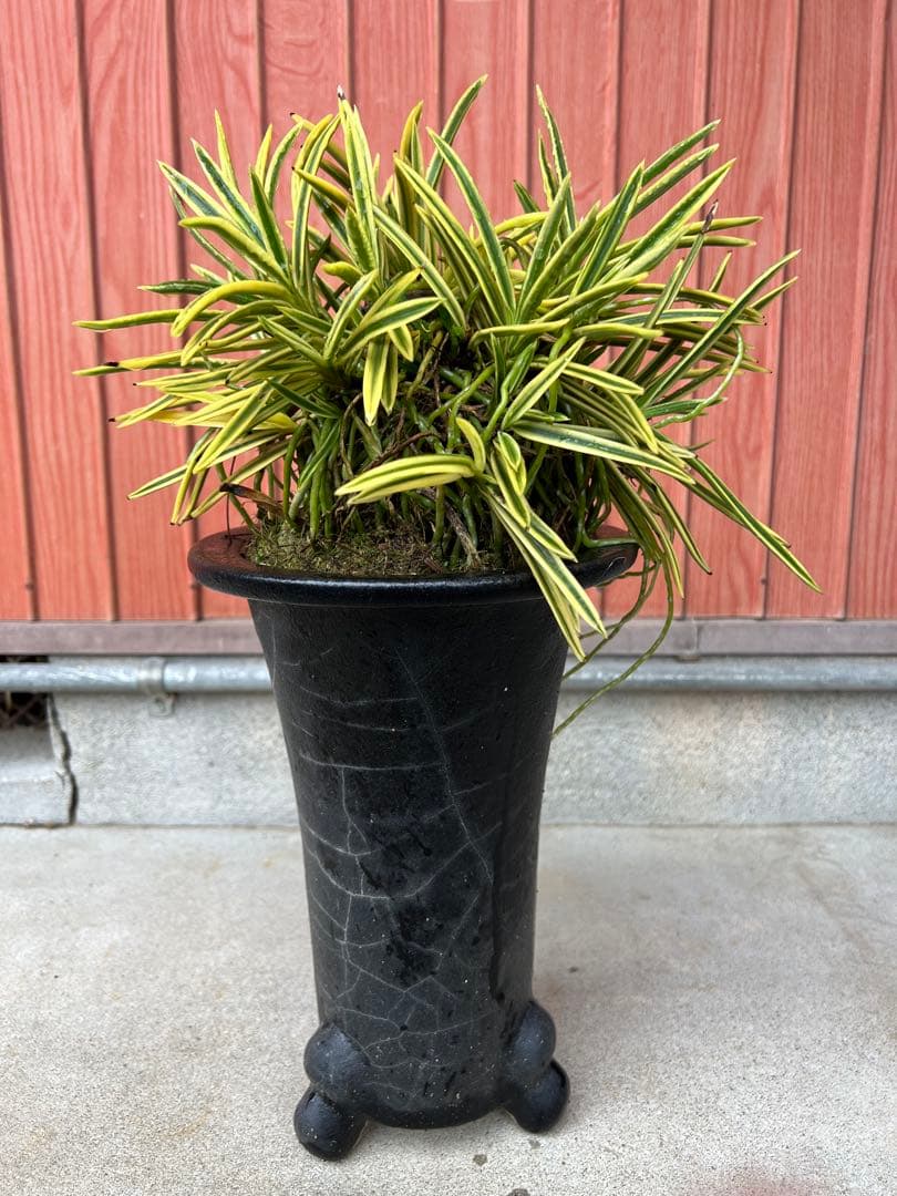 富貴蘭、天恵覆輪の群生(30弱あります)