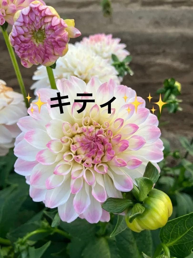 ダリア球根　ご予約画面