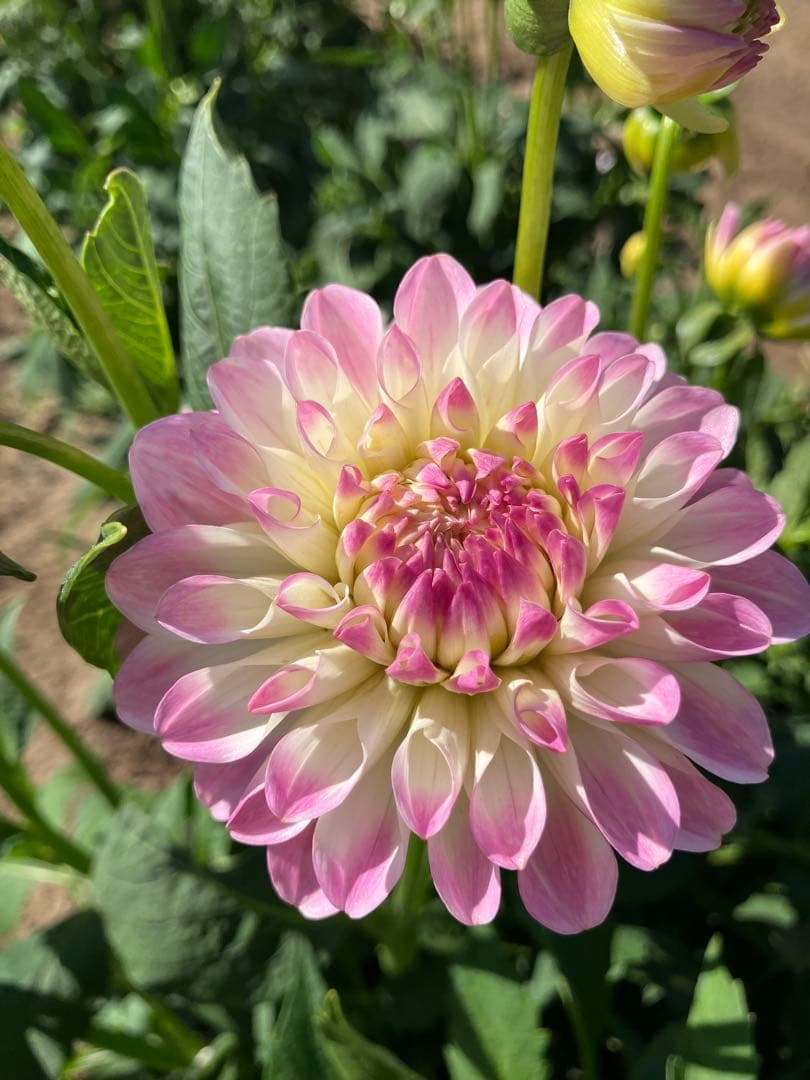 ダリア球根　ご予約画面