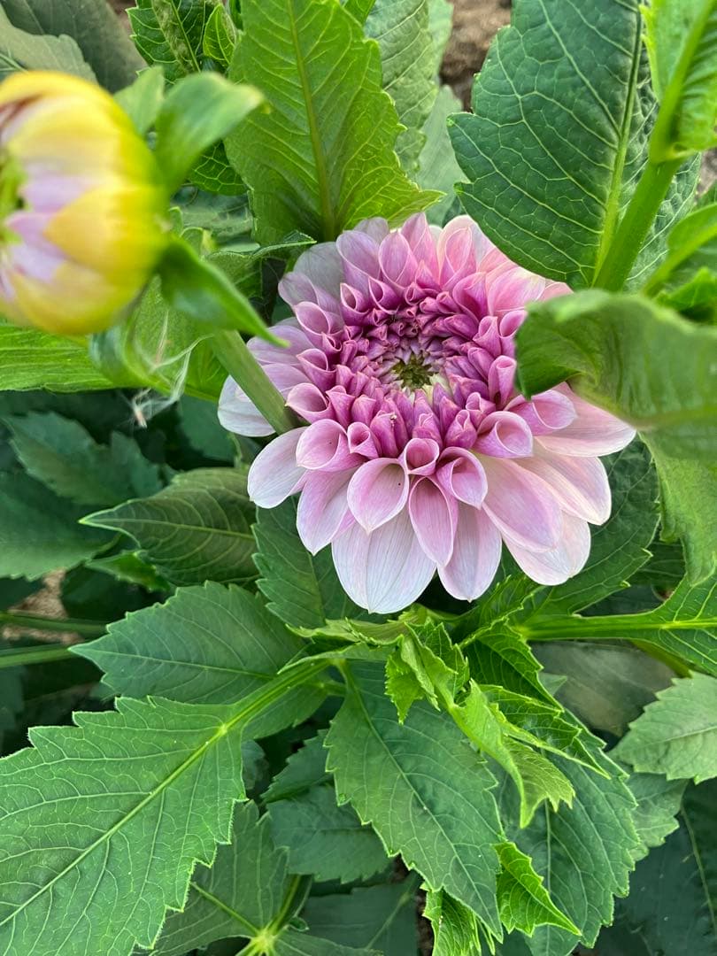 ダリア球根　ご予約画面