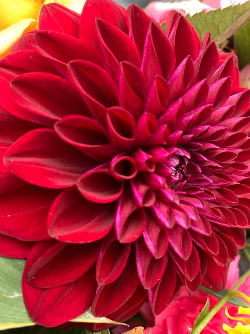 ダリア球根　ご予約画面