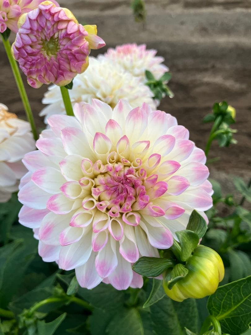 ダリア球根　ご予約画面