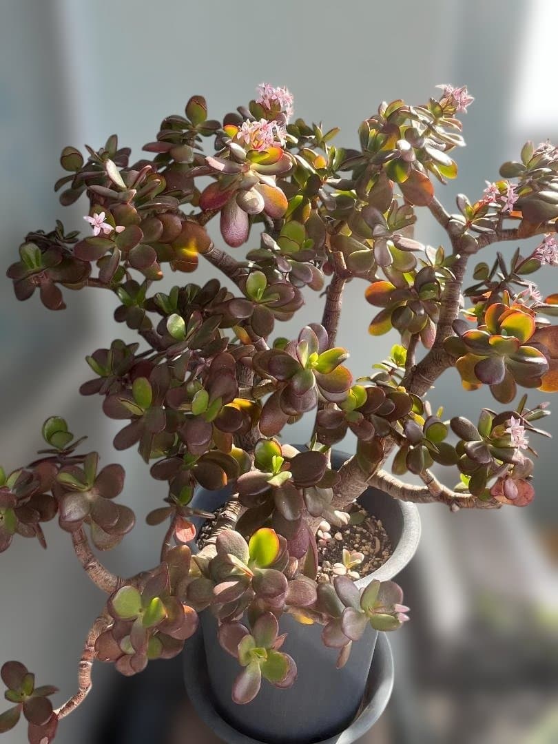 金のなる木（花月）鉢入り