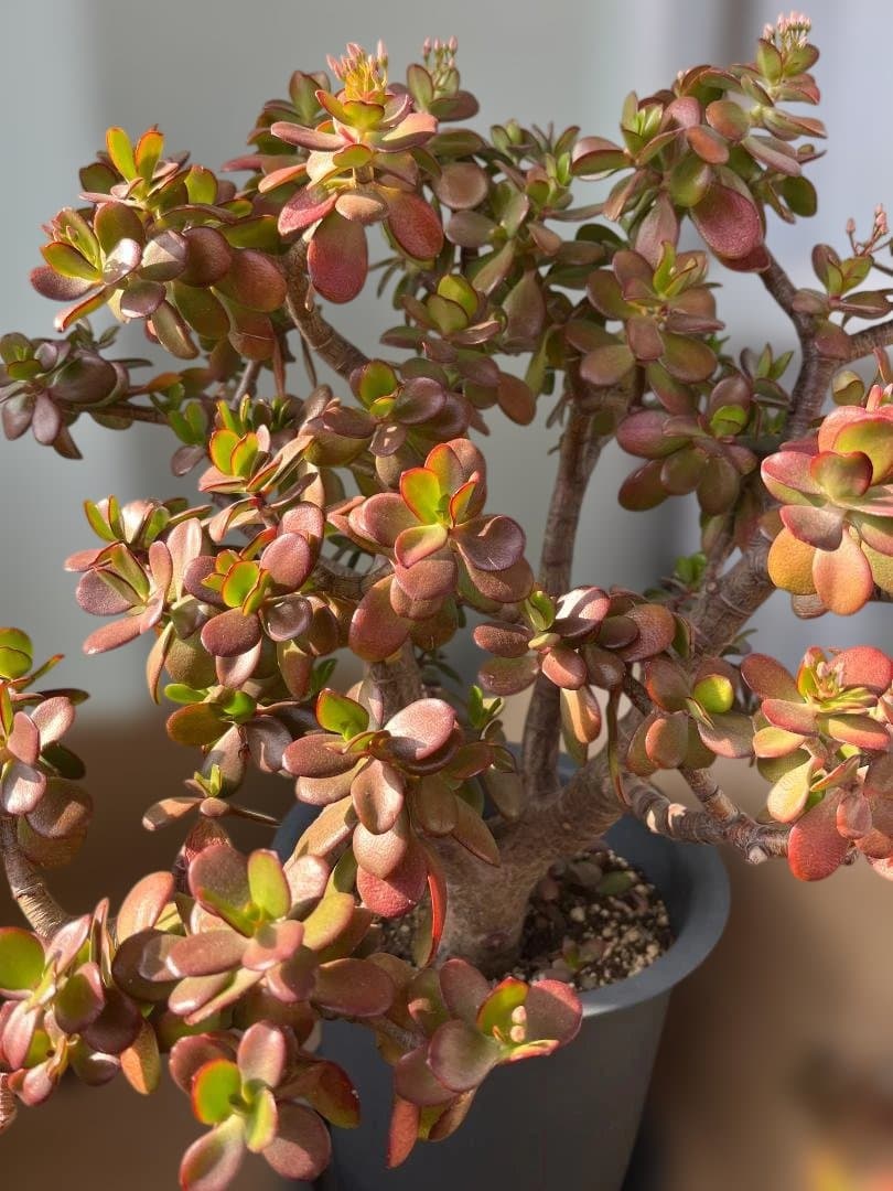 金のなる木（花月）鉢入り