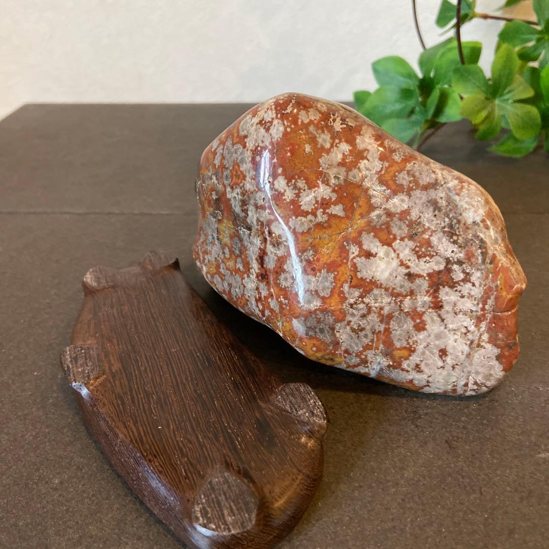 根尾桜石　寒桜　★ 鑑賞石　菊花石　桜石