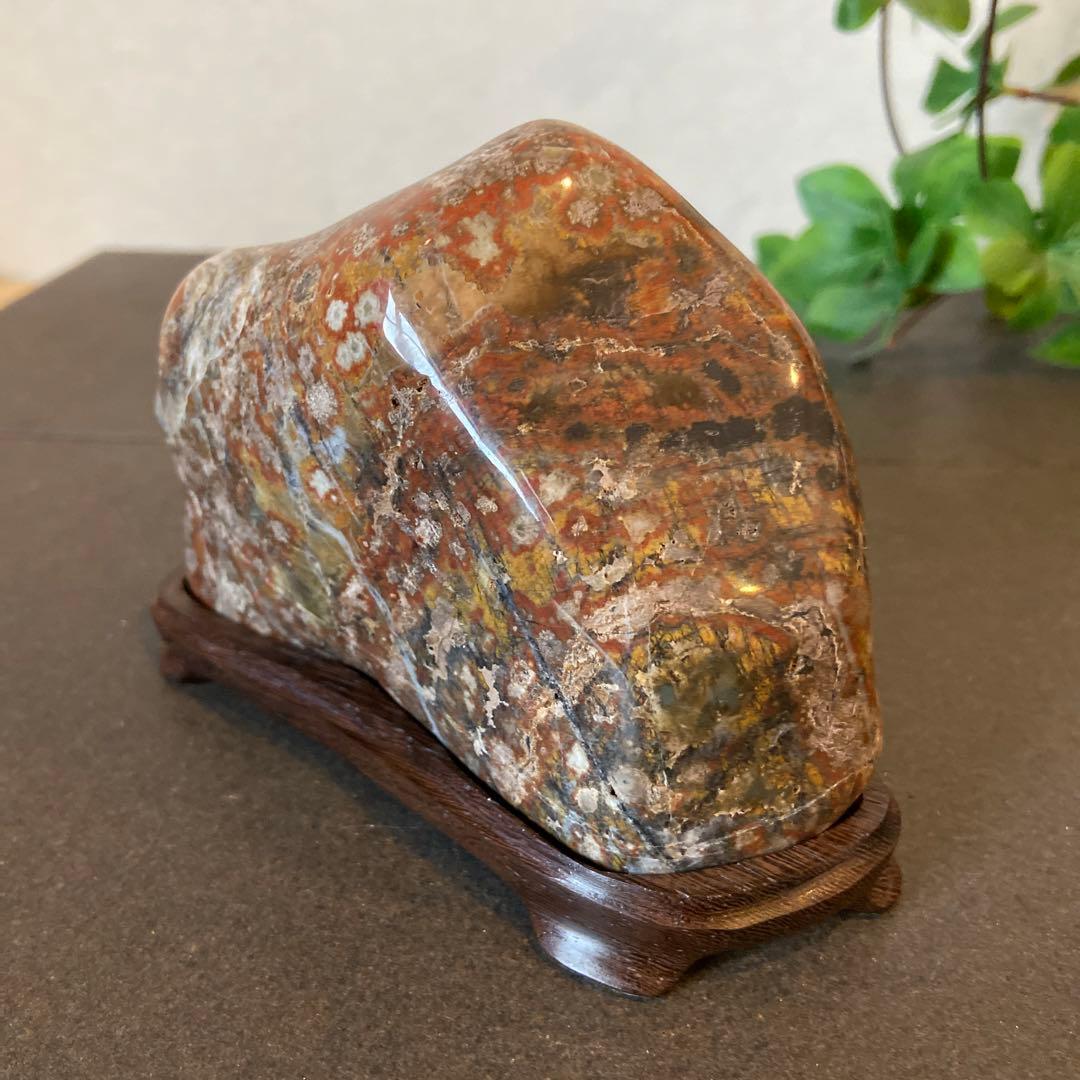 根尾桜石　寒桜　★ 鑑賞石　菊花石　桜石