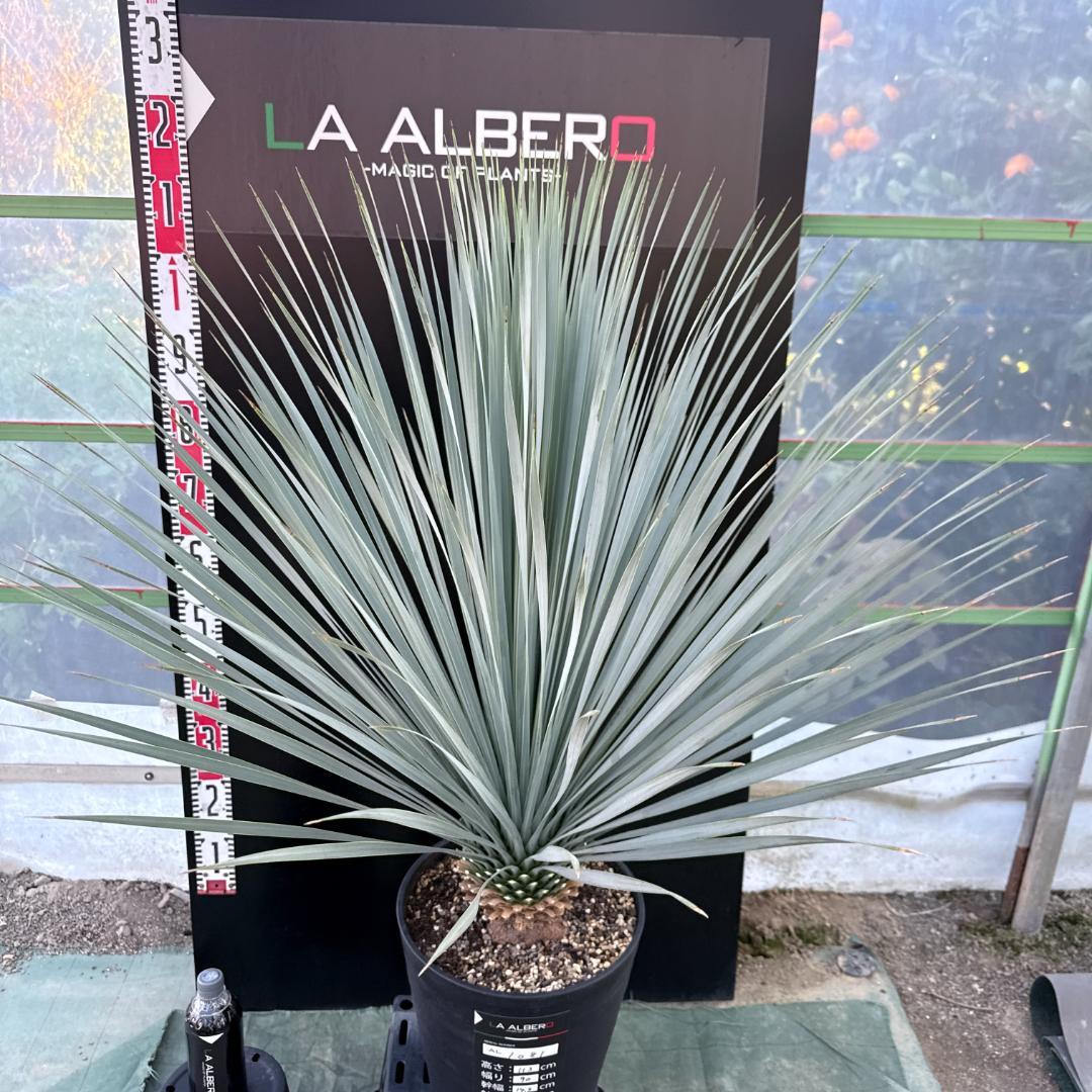 【AL1081】ユッカ　LA ALBERO　ランチョブルー　数量限定販売