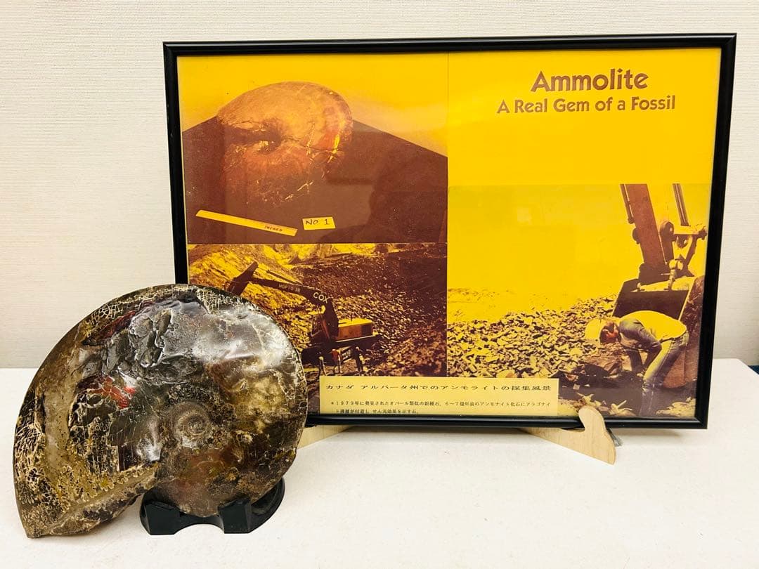 アンモライト（Ammolite）原石