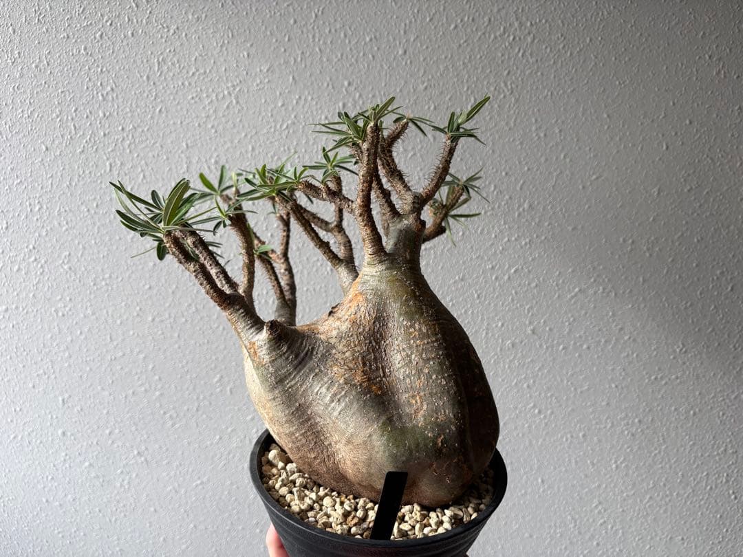 【特大株】パキポディウム　グラキリス　現地球　発根済み