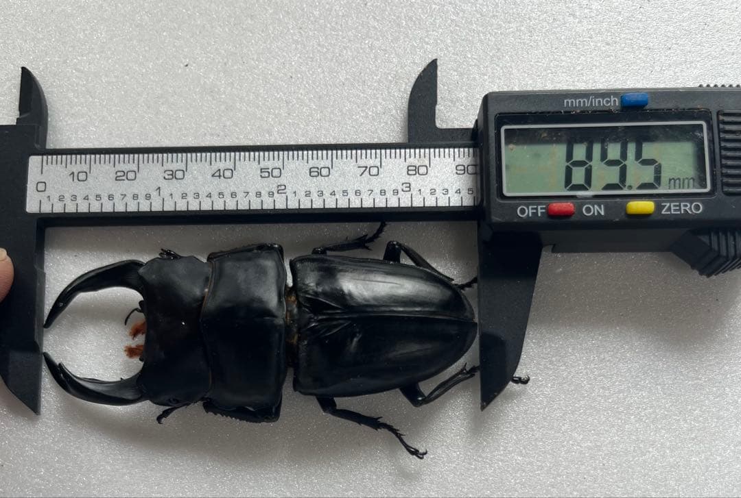 オオクワガタ89.5mm 能勢産　YG血統 昆虫標本用として