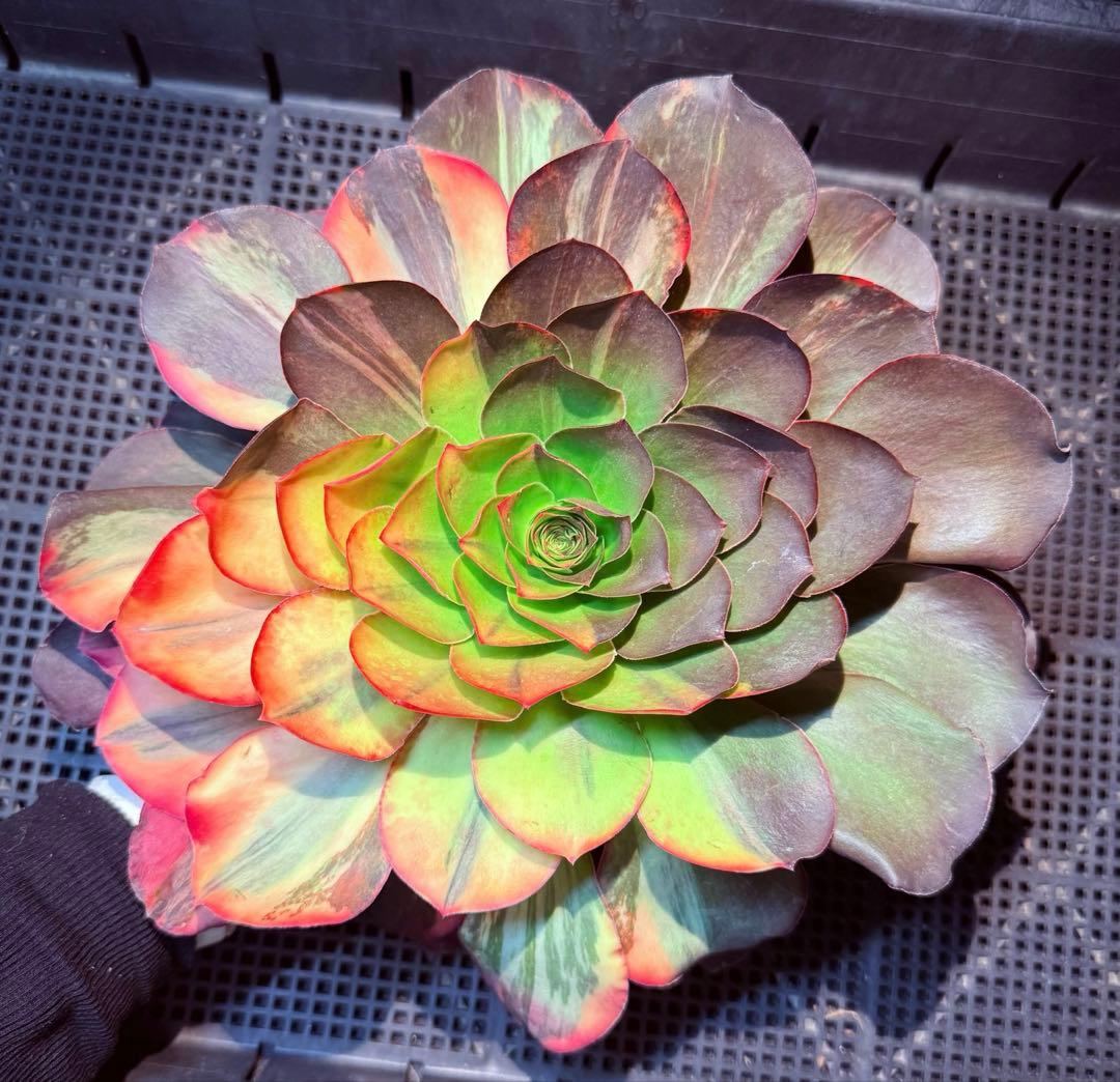 日本初上陸　超希少 新品種　魅彩神皇 錦　(群生) 法師錦　観葉植物