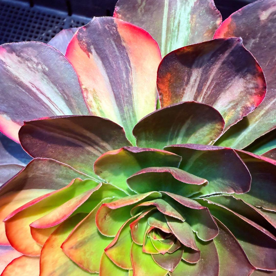 日本初上陸　超希少 新品種　魅彩神皇 錦　(群生) 法師錦　観葉植物