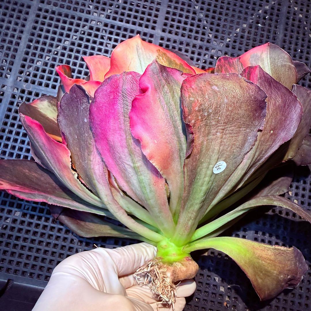 日本初上陸　超希少 新品種　魅彩神皇 錦　(群生) 法師錦　観葉植物