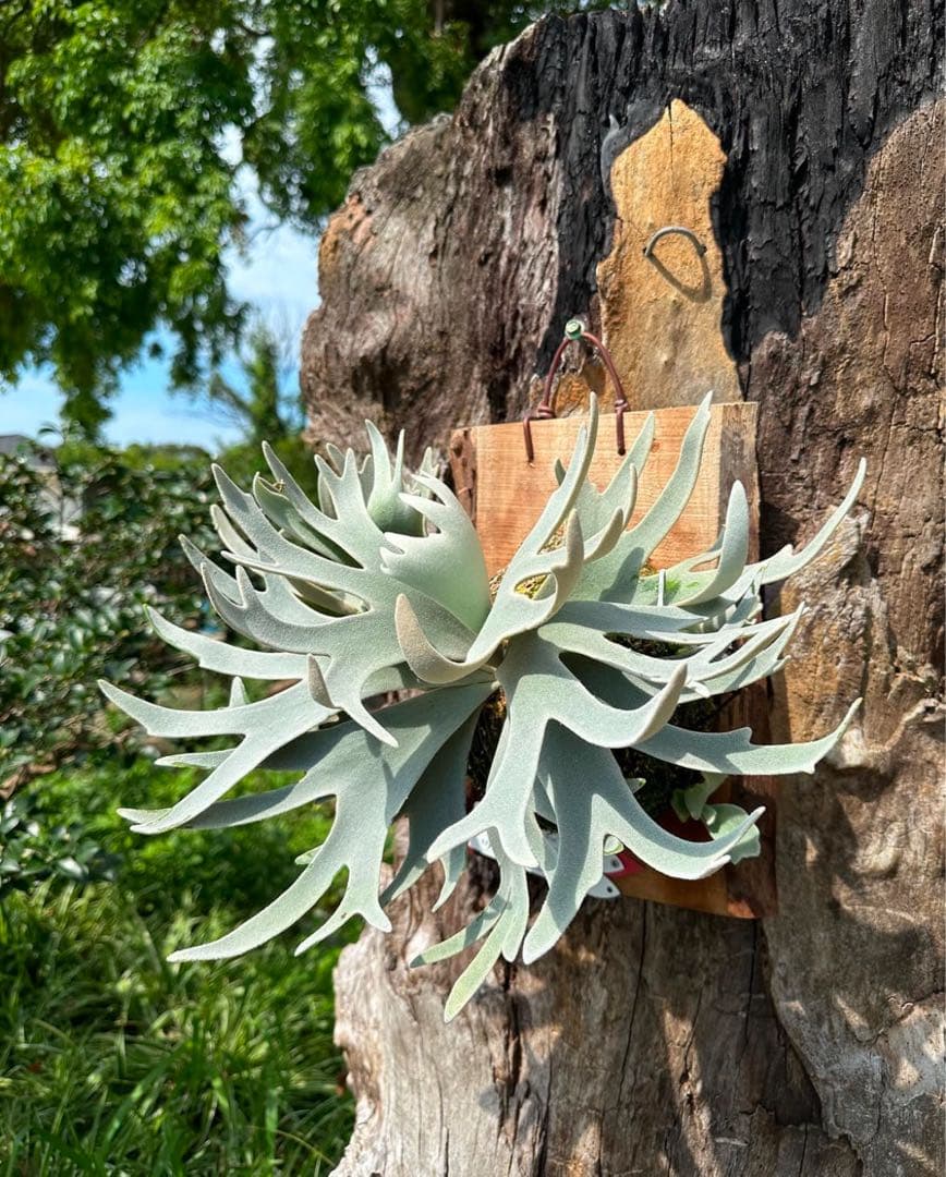 P.Gabriel pup ビカクシダ ガブリエル 株分け③