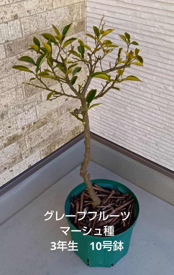 【初心者おすすめ】3年生 グレープフルーツ苗木 10号鉢 匿名発送