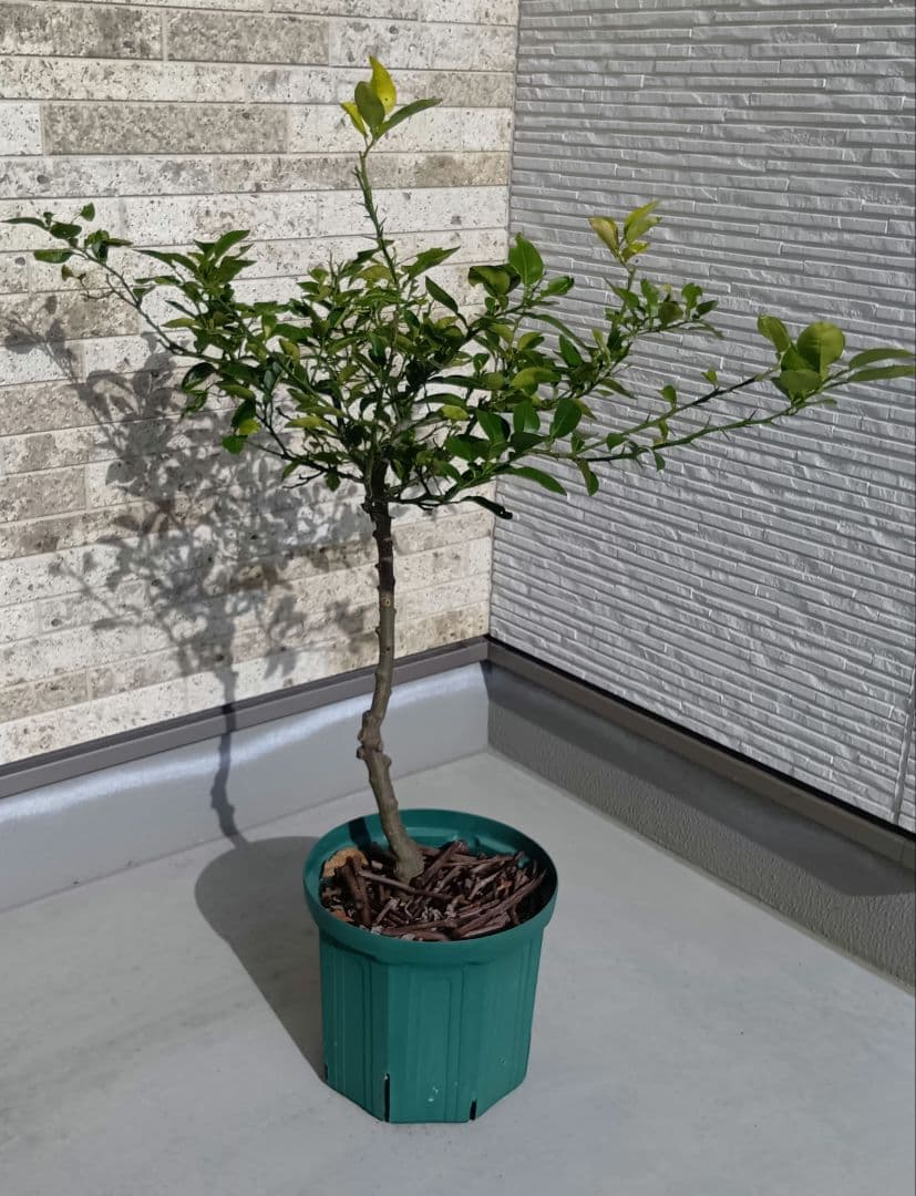 【初心者おすすめ】3年生 グレープフルーツ苗木 10号鉢 匿名発送