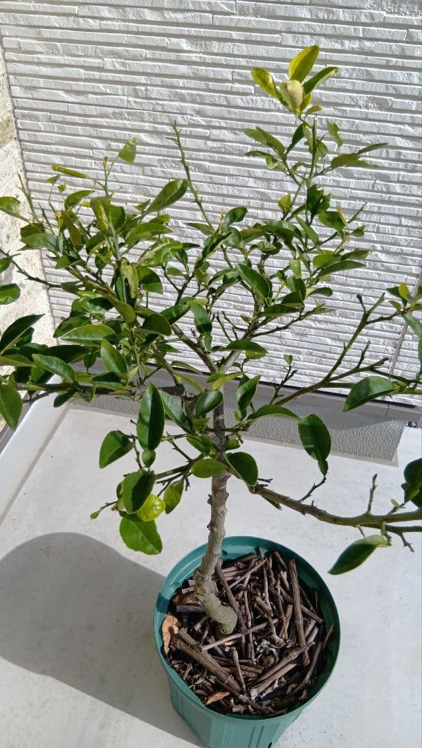 【初心者おすすめ】3年生 グレープフルーツ苗木 10号鉢 匿名発送