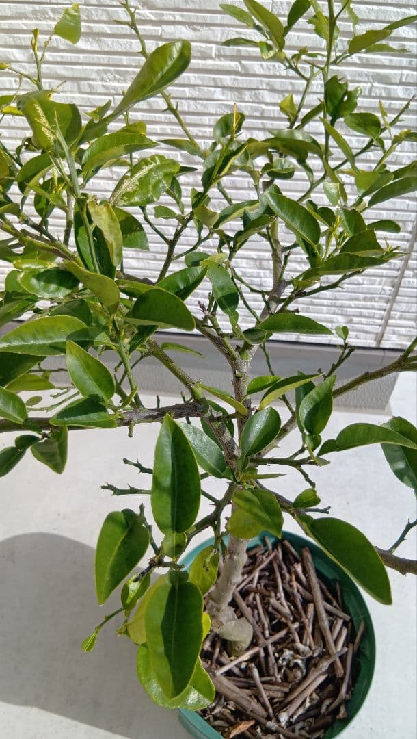 【初心者おすすめ】3年生 グレープフルーツ苗木 10号鉢 匿名発送