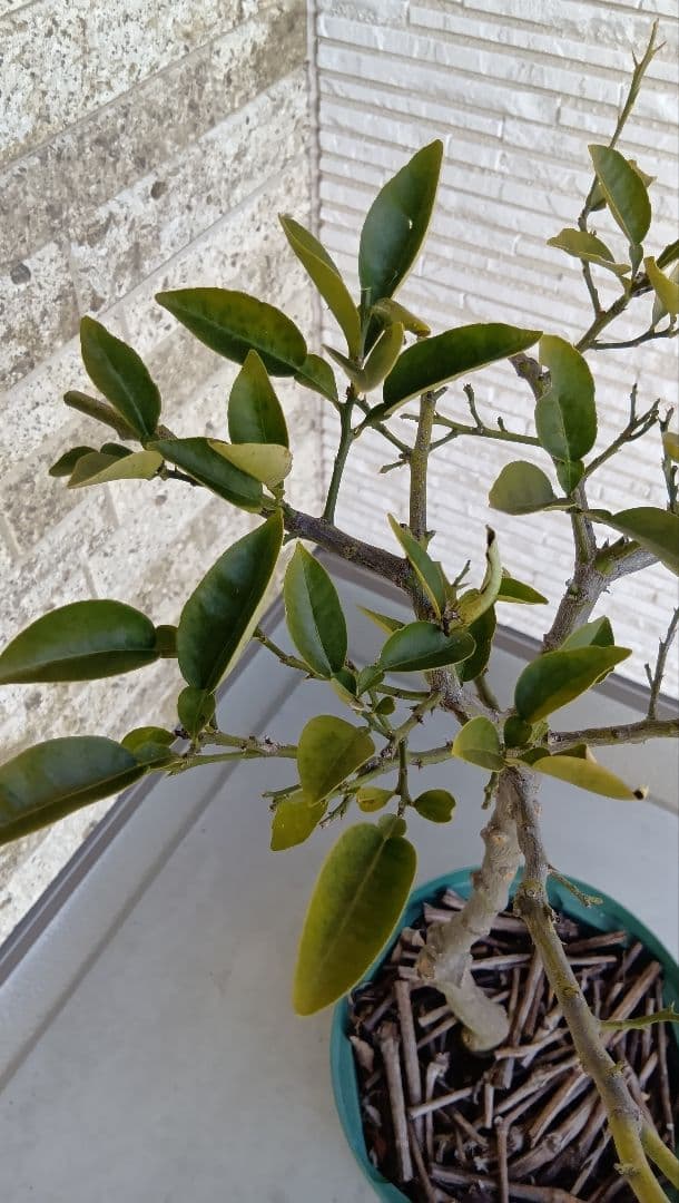 【初心者おすすめ】3年生 グレープフルーツ苗木 10号鉢 匿名発送