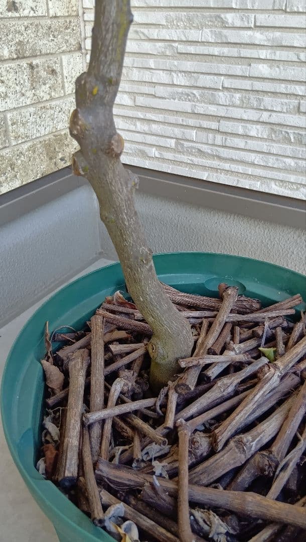 【初心者おすすめ】3年生 グレープフルーツ苗木 10号鉢 匿名発送