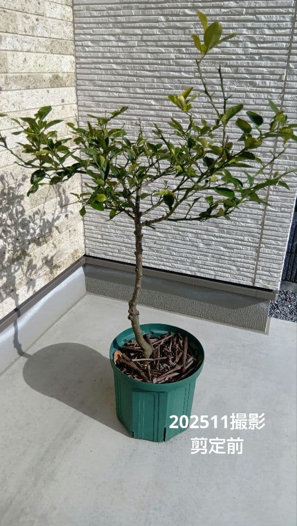 【初心者おすすめ】3年生 グレープフルーツ苗木 10号鉢 匿名発送