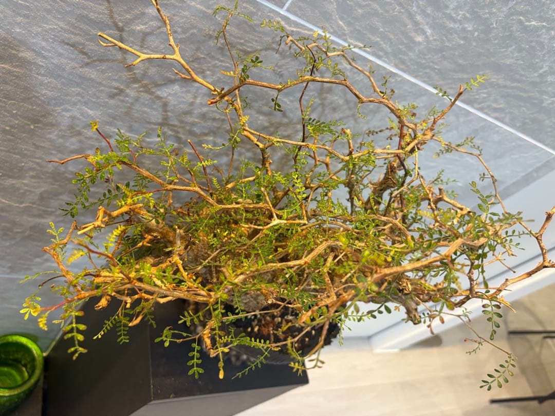 オペルクリアパキプス　塊根植物　2頭　現地株