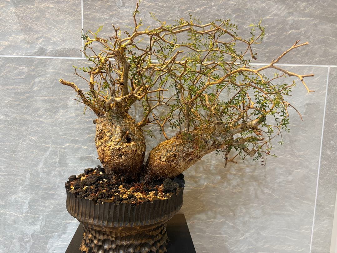 オペルクリアパキプス　塊根植物　2頭　現地株