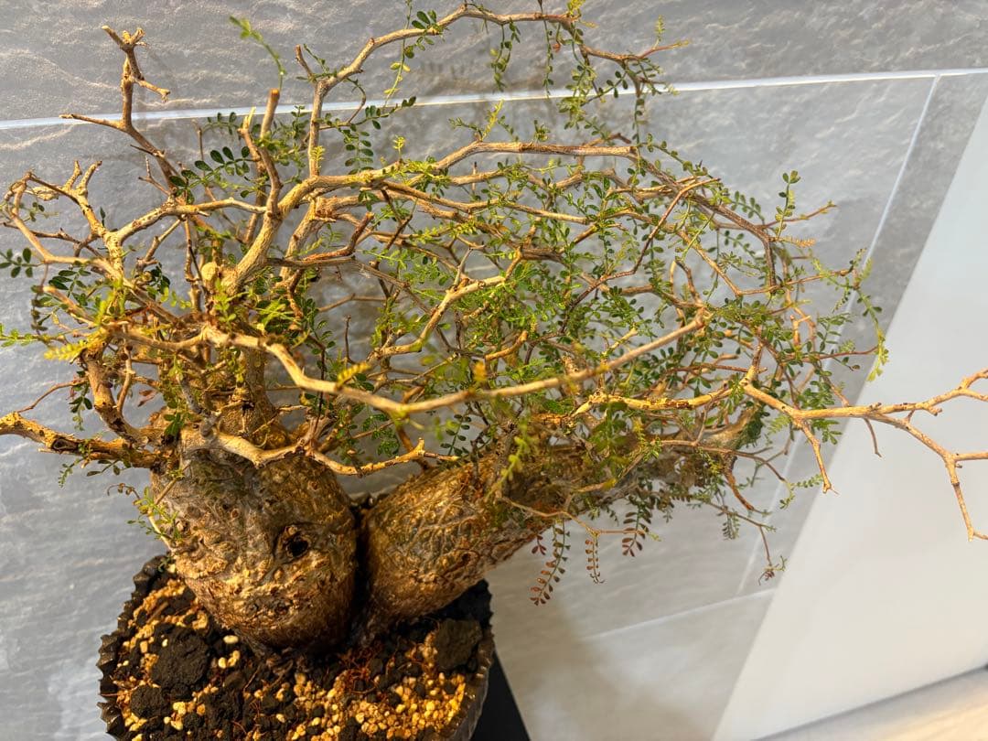 オペルクリアパキプス　塊根植物　2頭　現地株