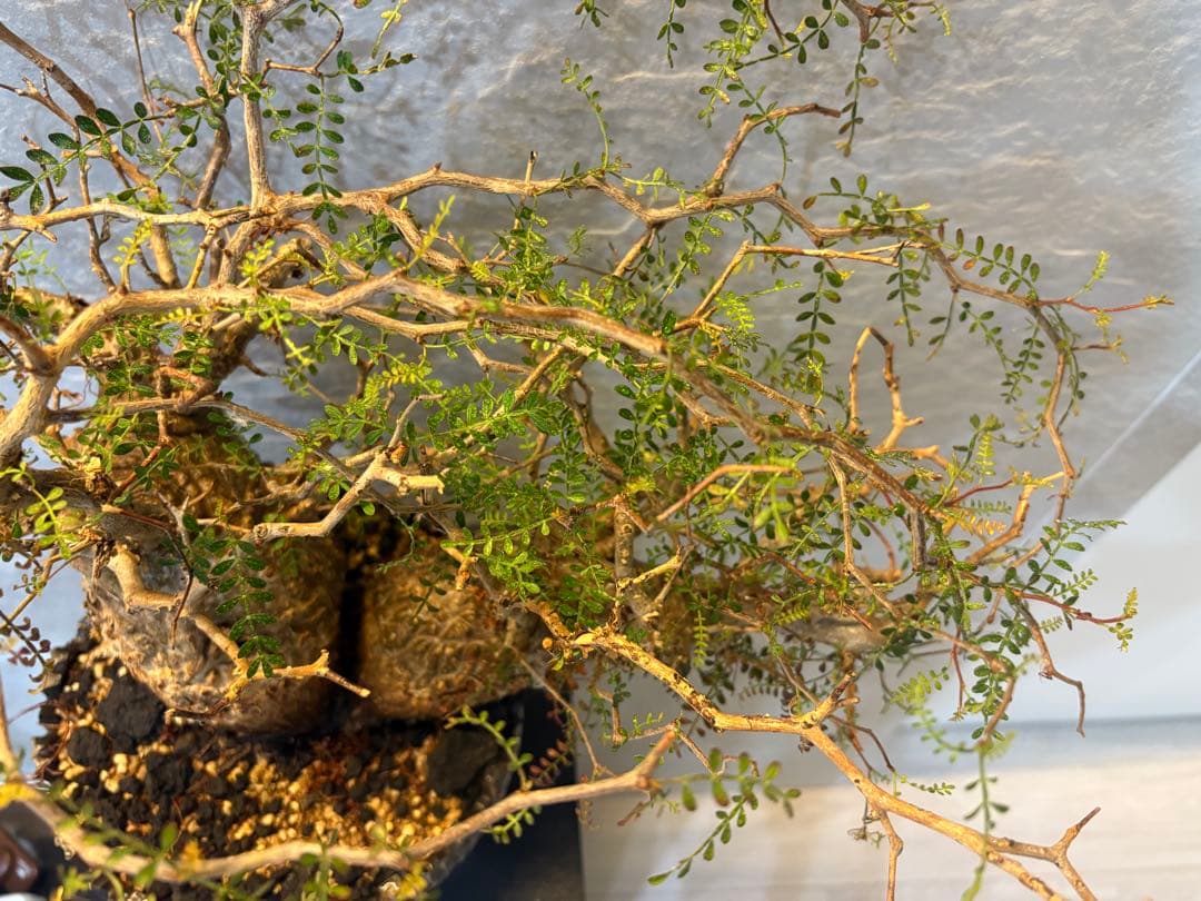 オペルクリアパキプス　塊根植物　2頭　現地株