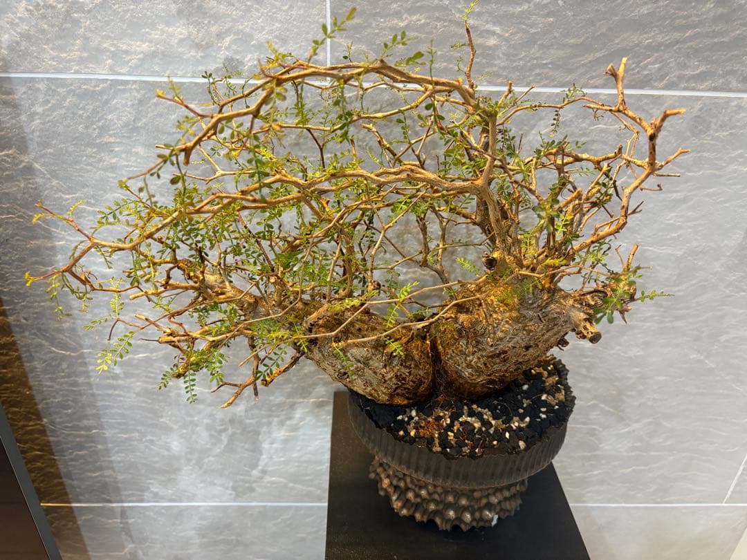 オペルクリアパキプス　塊根植物　2頭　現地株