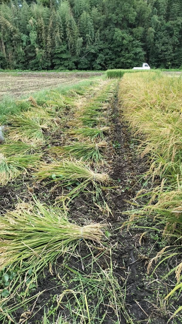 クボタRA50 ２条刈