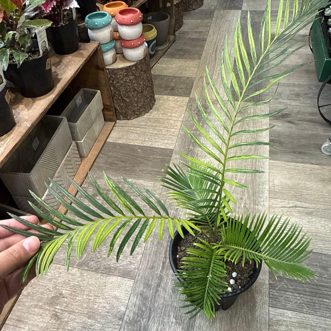 希少！　ソテツ斑入り　沖縄県の親株からの子株