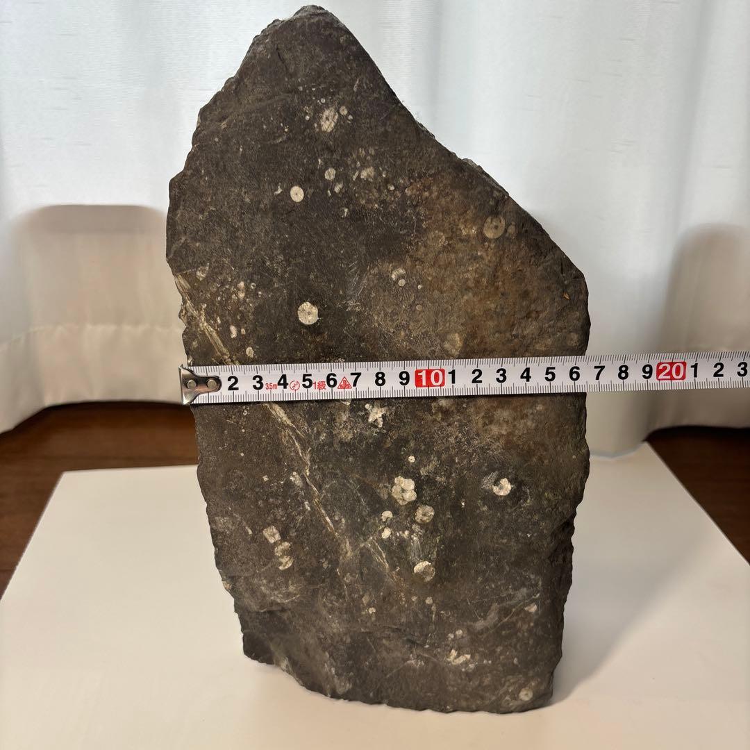 梅花石　高さ33センチ　鑑賞石　門司