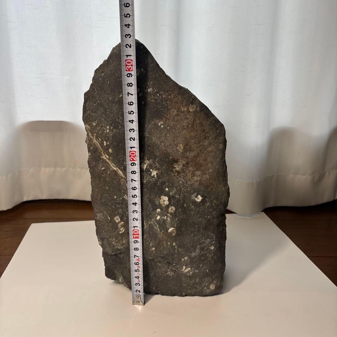 梅花石　高さ33センチ　鑑賞石　門司