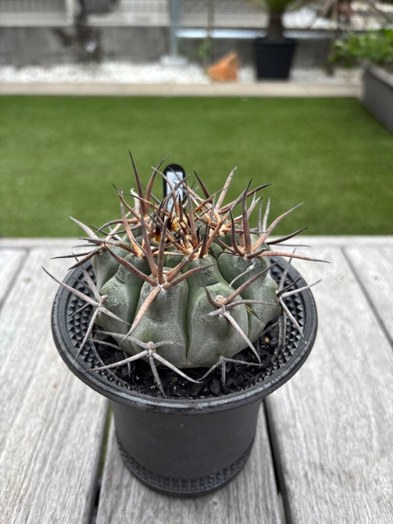 お値下げ！スパイシージェム　魔天竜