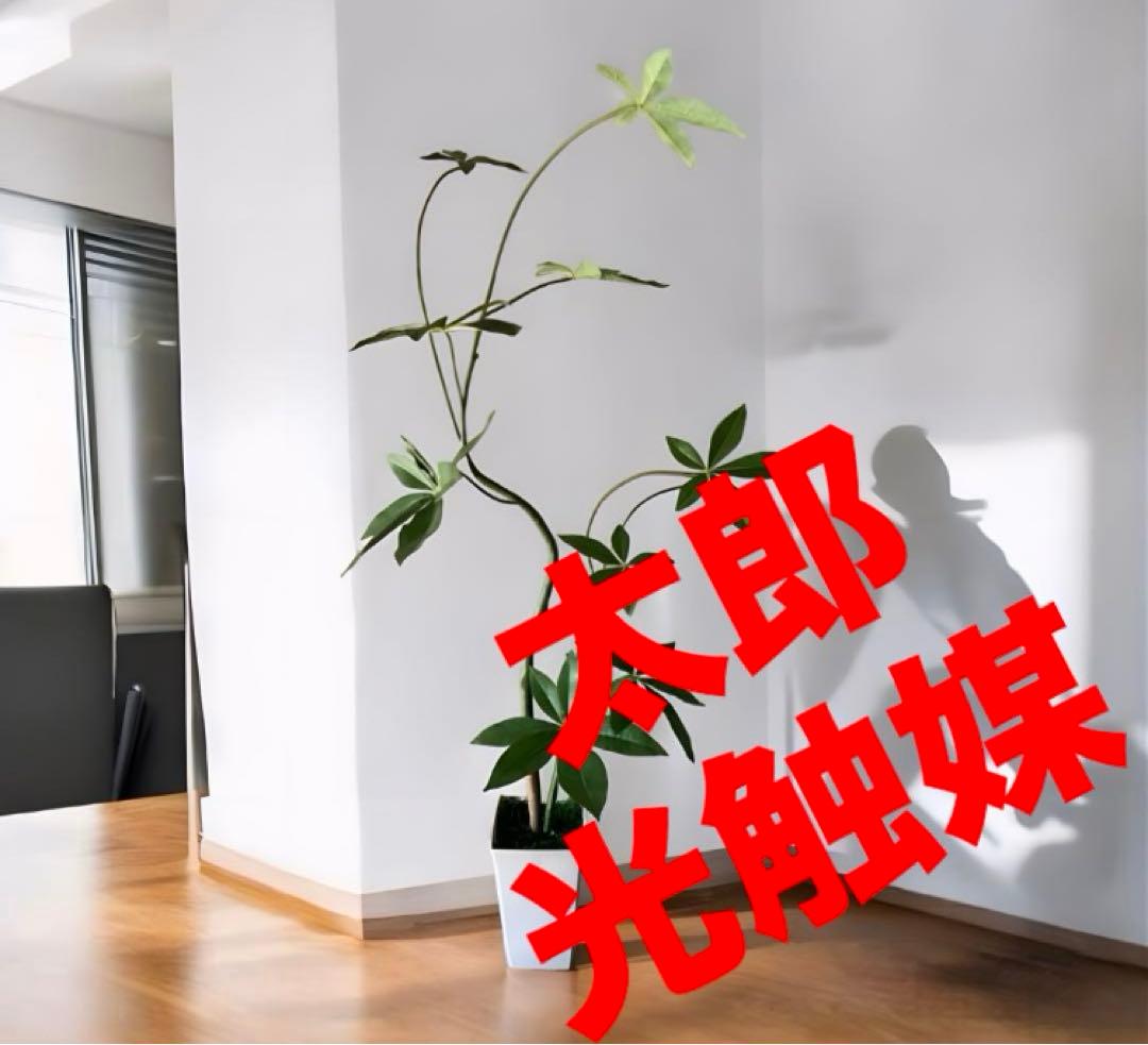 光触媒　人工観葉植物　ウォールグリーン　フェイクグリーン　くねくねパキラj