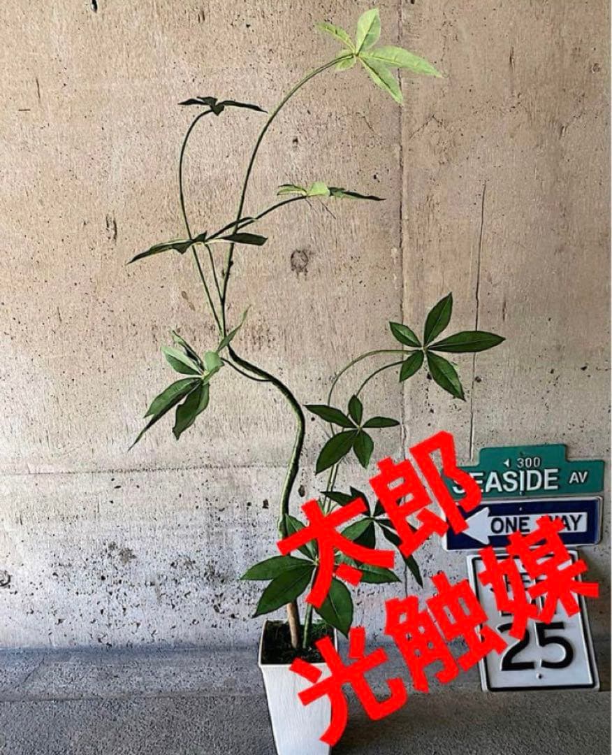光触媒　人工観葉植物　ウォールグリーン　フェイクグリーン　くねくねパキラj