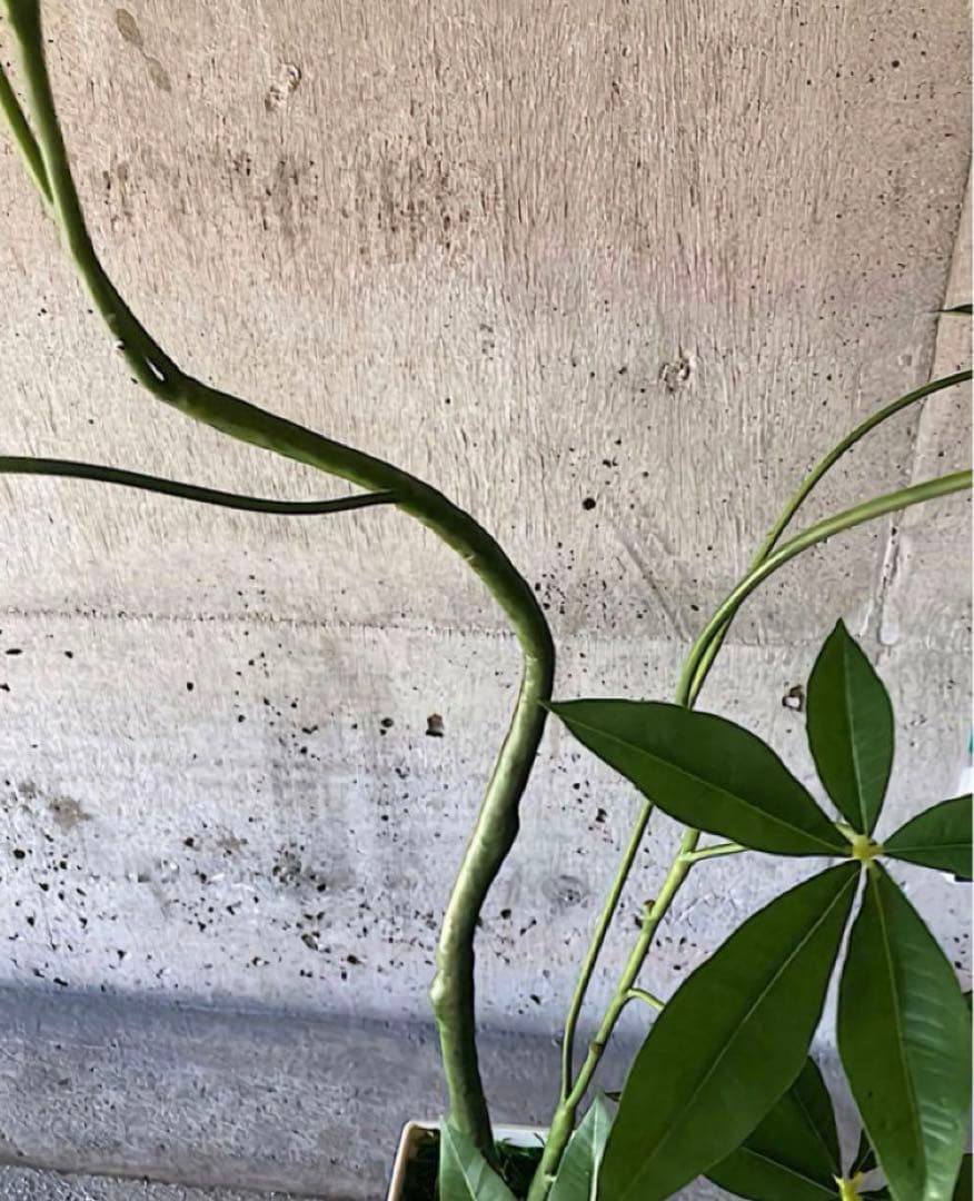 光触媒　人工観葉植物　ウォールグリーン　フェイクグリーン　くねくねパキラj