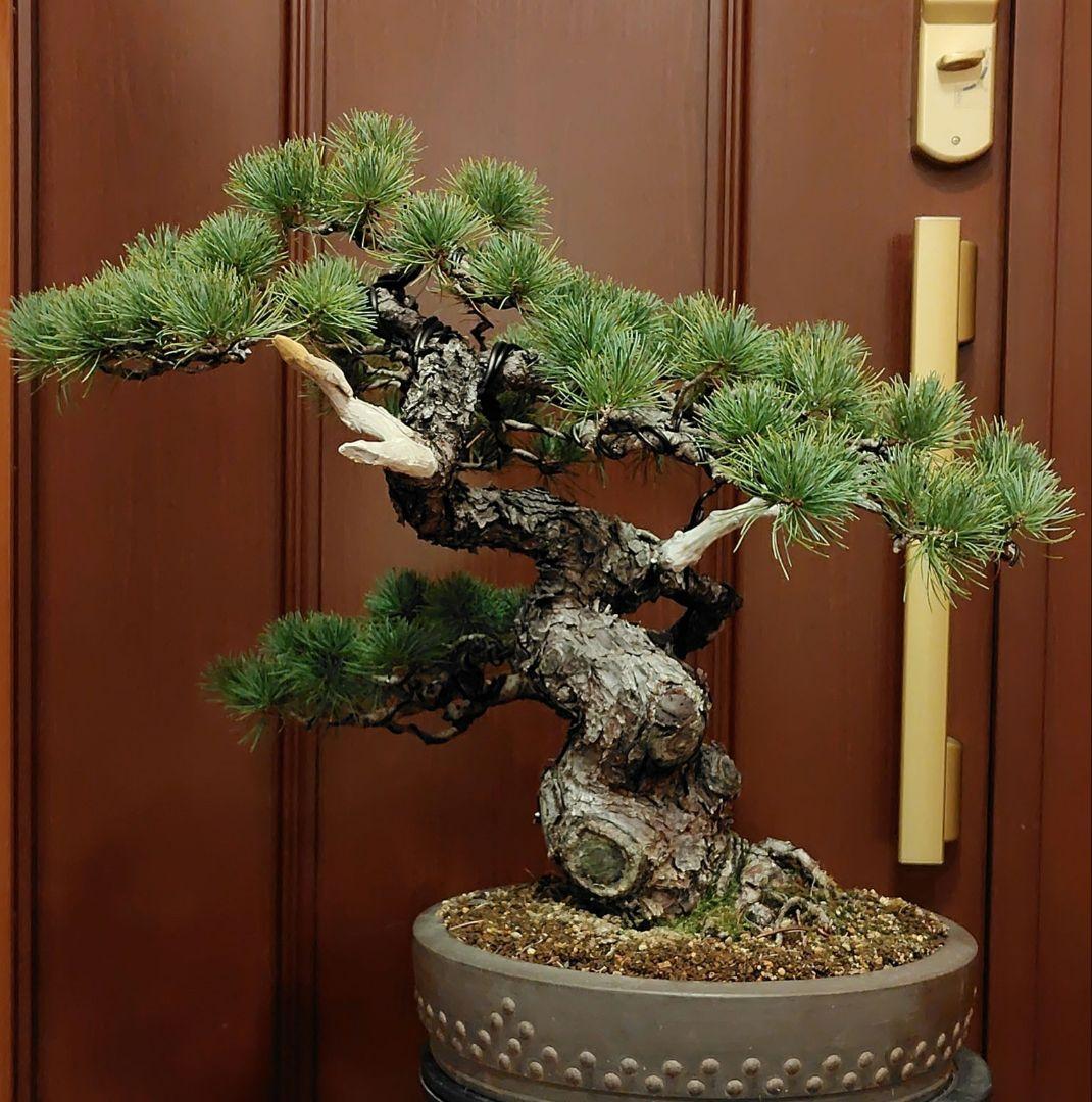 五葉松盆栽！