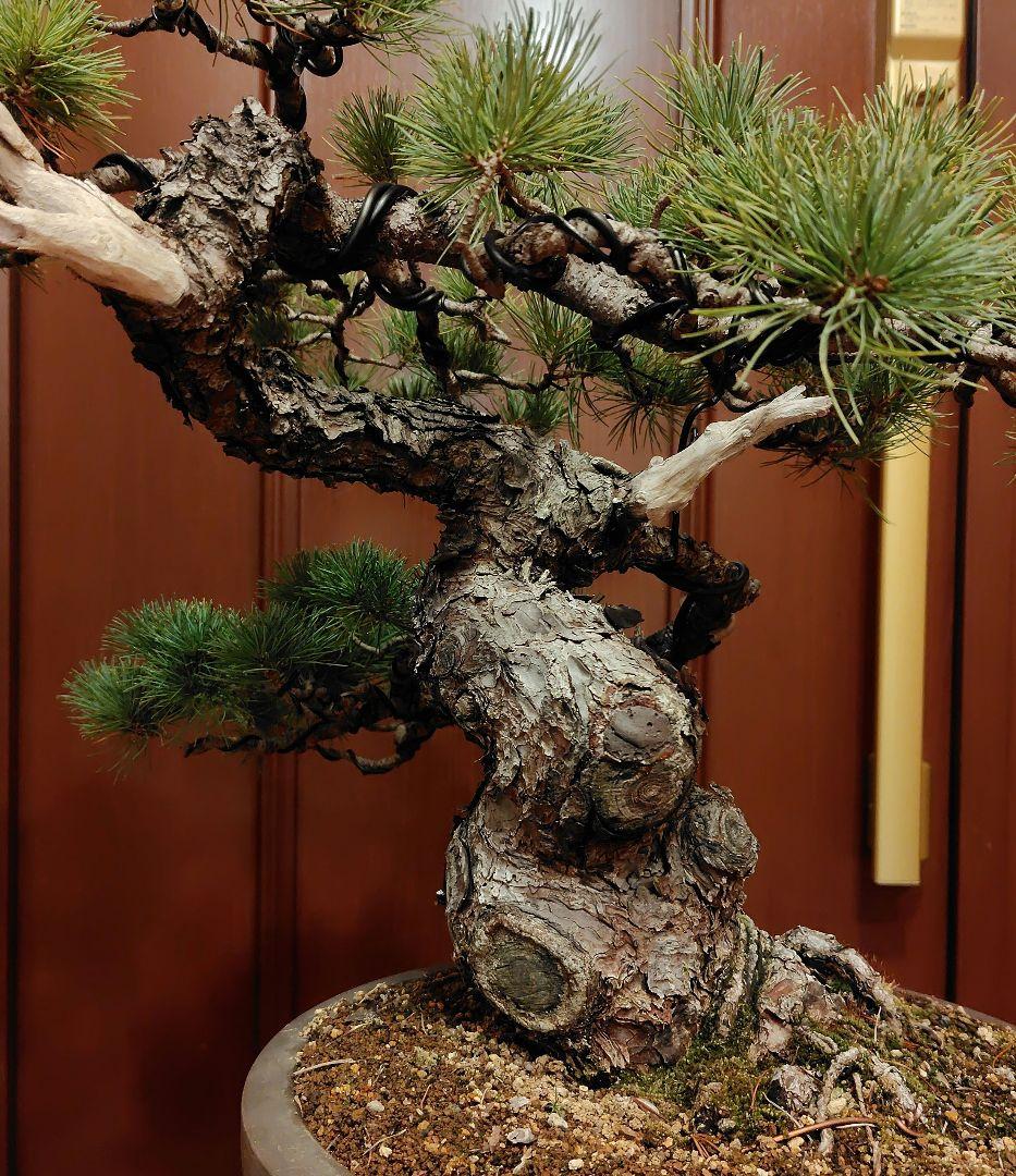 五葉松盆栽！