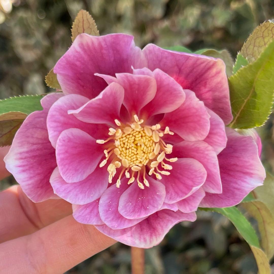 クリスマスローズ　広瀬園芸