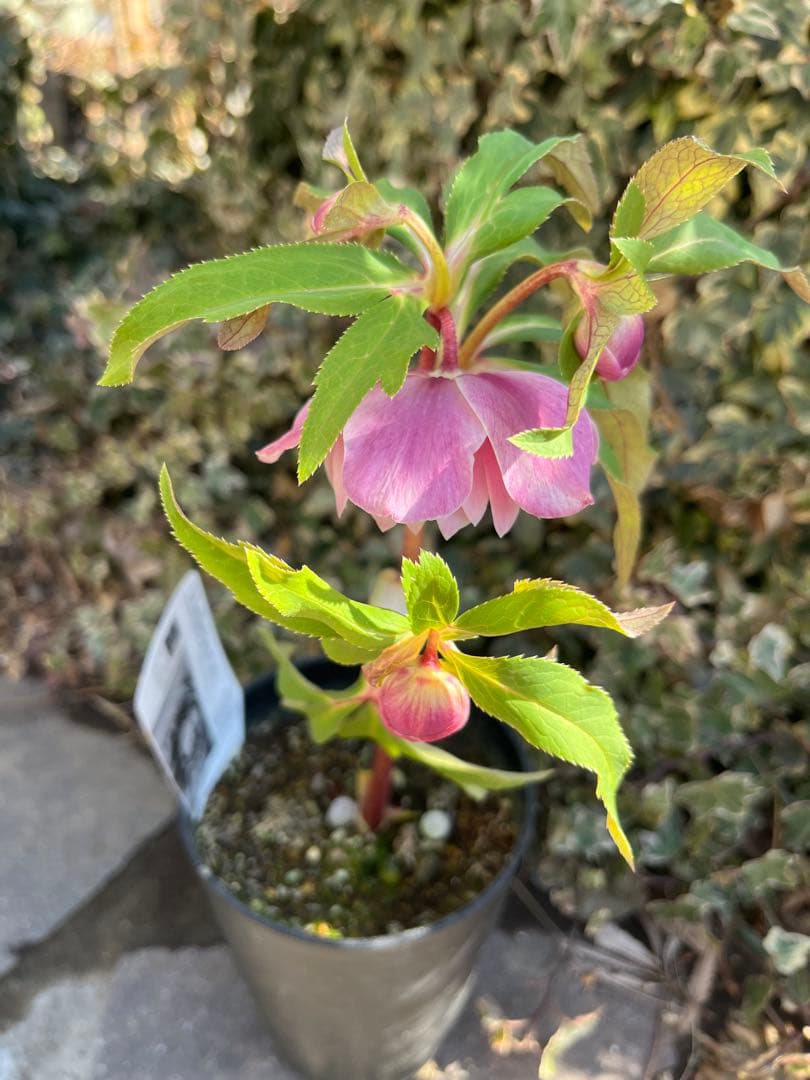 クリスマスローズ　広瀬園芸