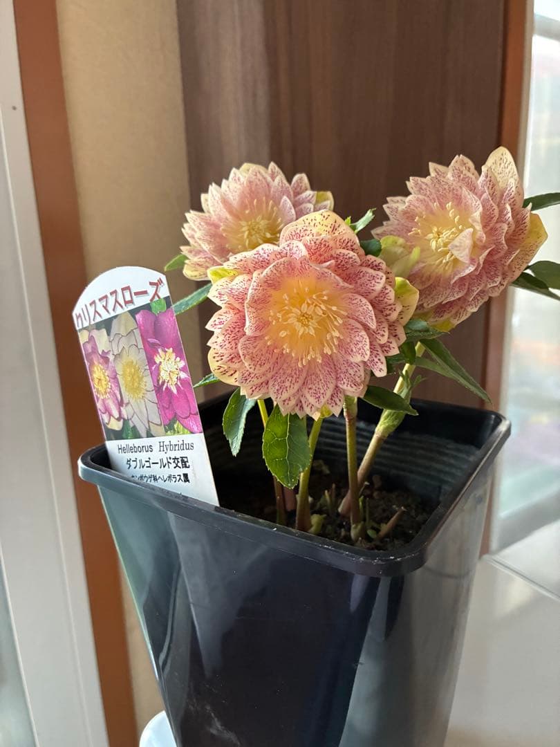 ♡野田園芸♡ フルミストゴールド