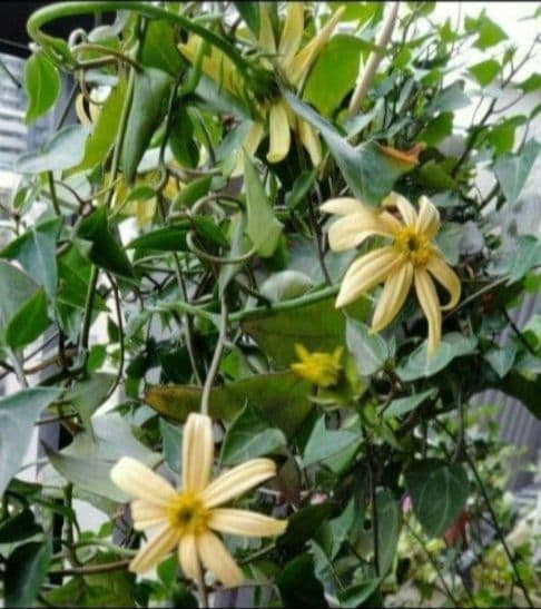 マーガレットアイビー 小苗 抜き苗 多肉植物 宿根草