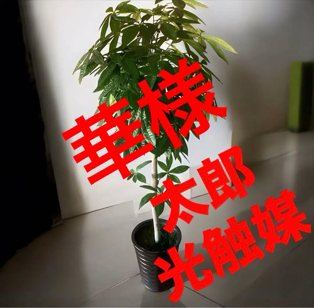 光触媒　人工観葉植物　ウォールグリーン　フェイクグリーン　パキラ15767