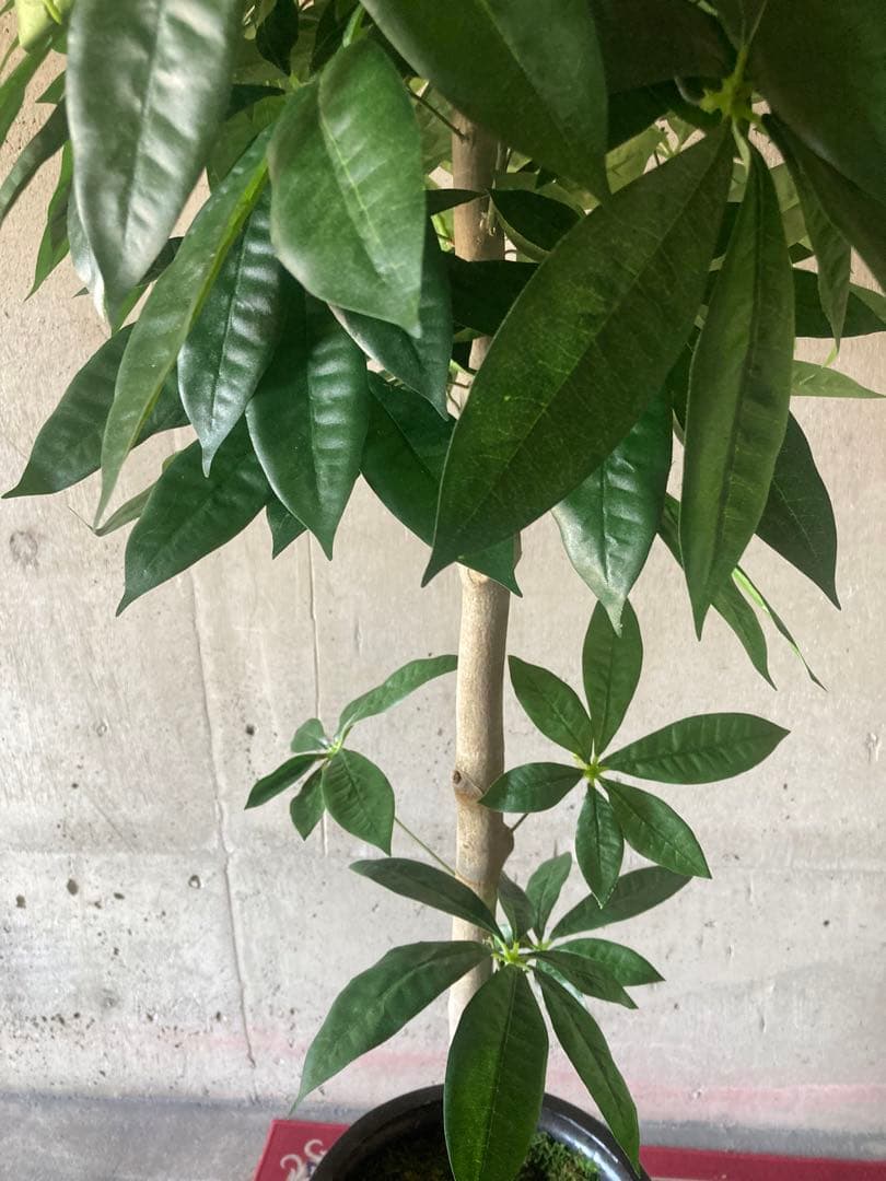 光触媒　人工観葉植物　ウォールグリーン　フェイクグリーン　パキラ15767