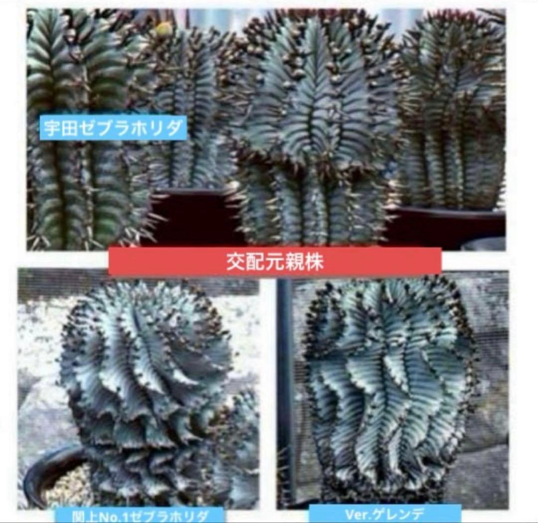 麺*類様 ユーフォルビアホリダ White zebra S胴太 親株 子株付き