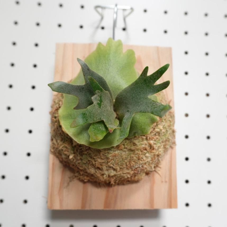 ビカクシダ willinckii nano ウィリンキー ドワーフ 板付 N-5