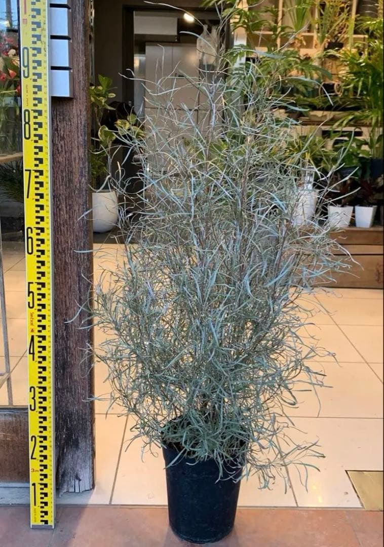 グレビレア エンドリチェリアナ